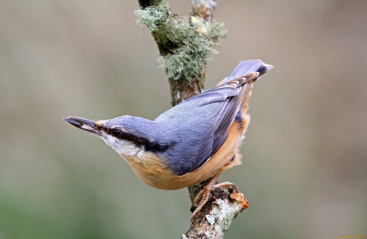Поползень Перелетная птица