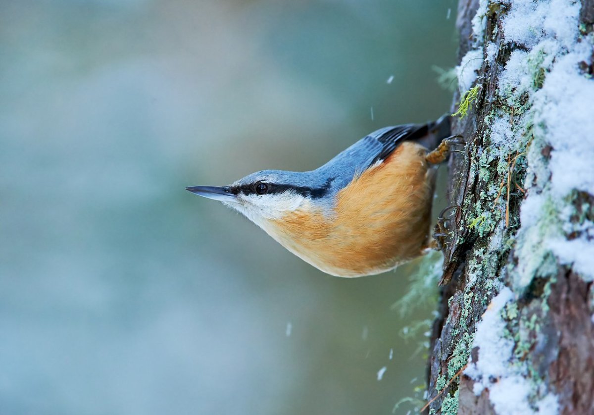 Клест поползень
