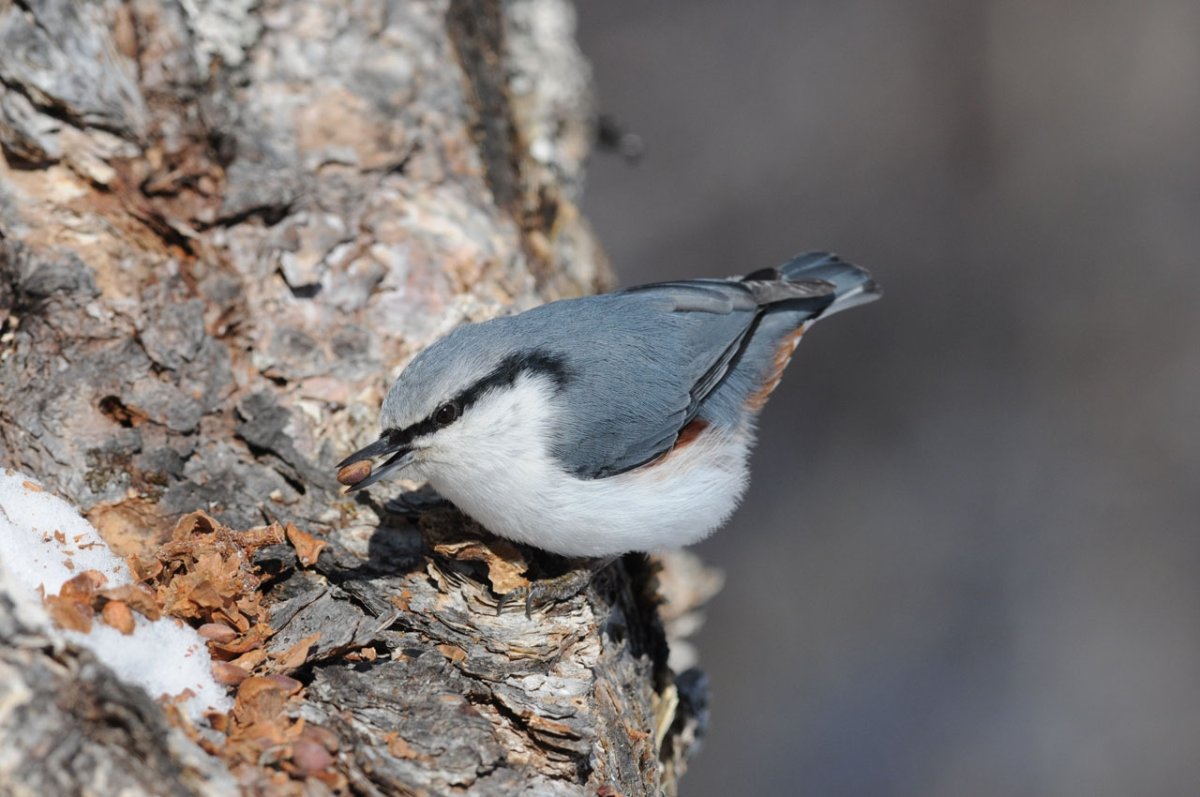 Поползень обыкновенный птенцы