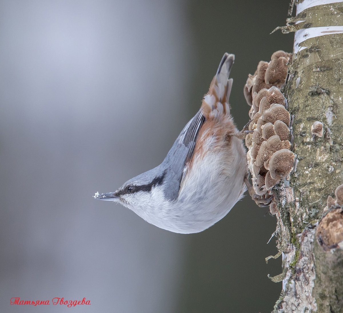 Птичка в руках человека