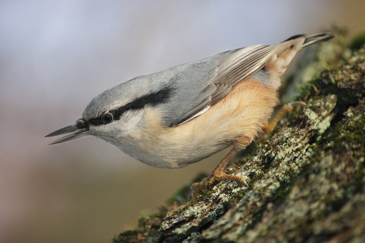 Буроголовый поползень