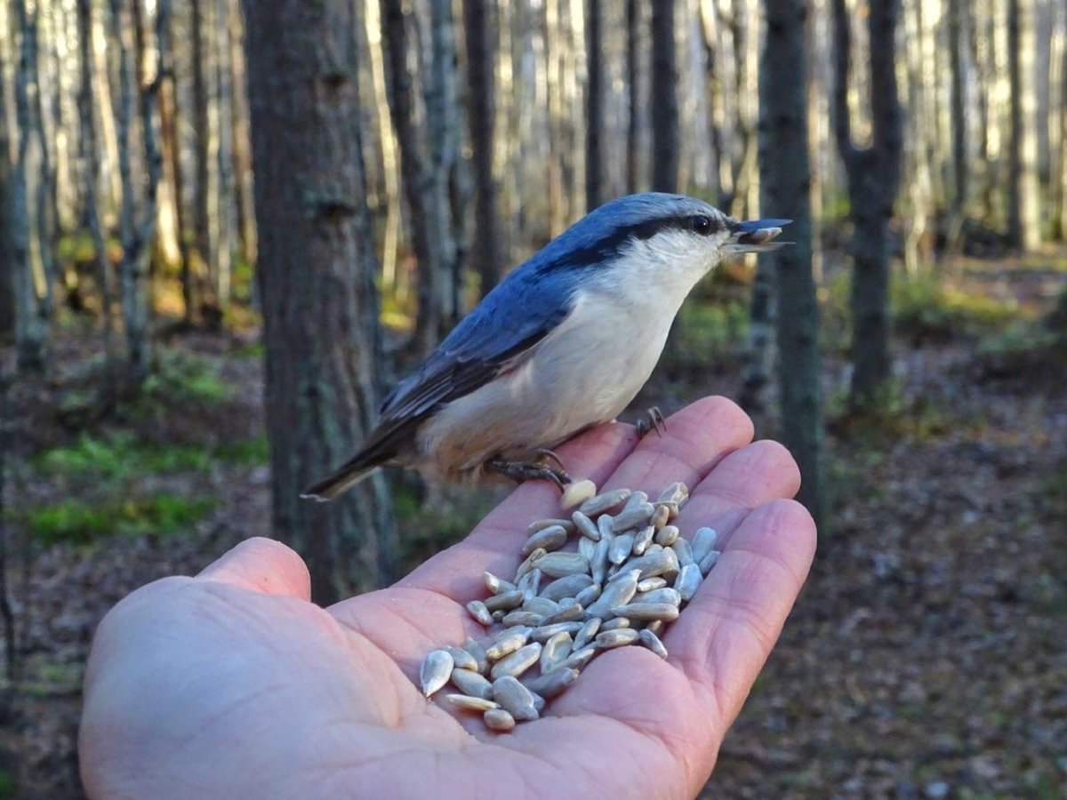 Поползень фарфор