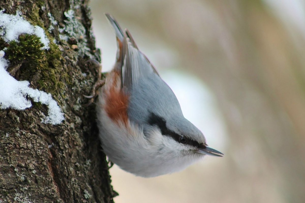 Буроголовый поползень