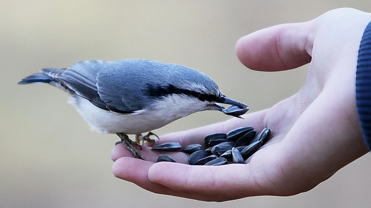 Обыкновенный поползень птицы