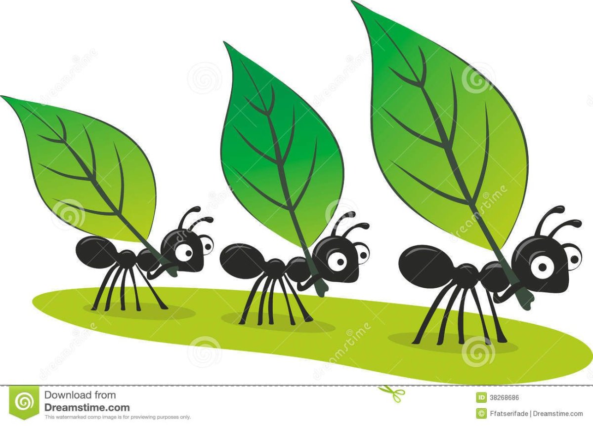 Муравьи ползут