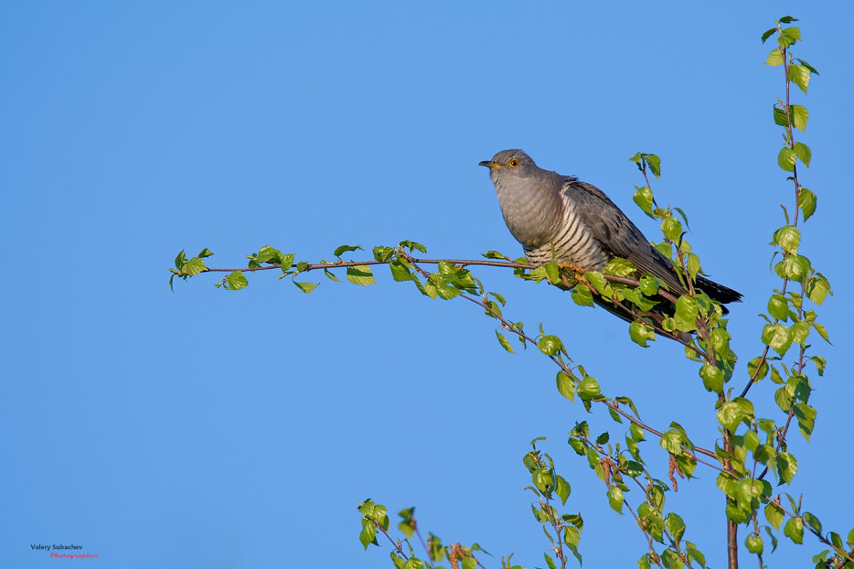 Кукушка свистит