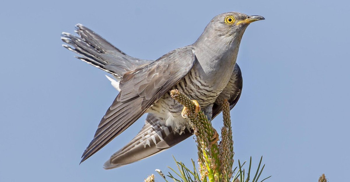 Кукушка мультяшная