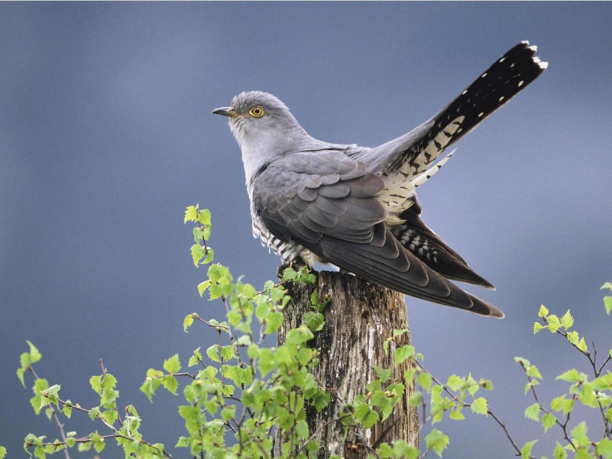 Поехали прикол