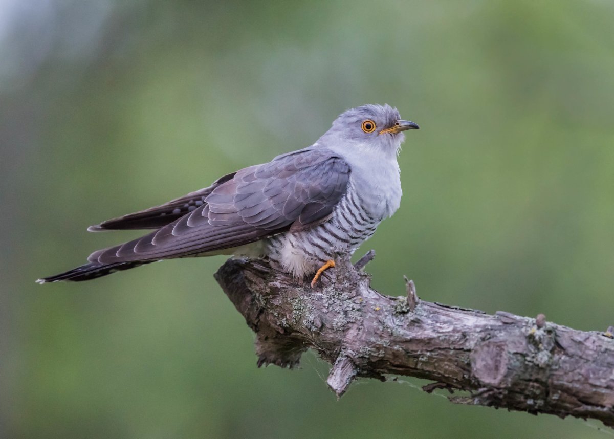 Клюв кукушки