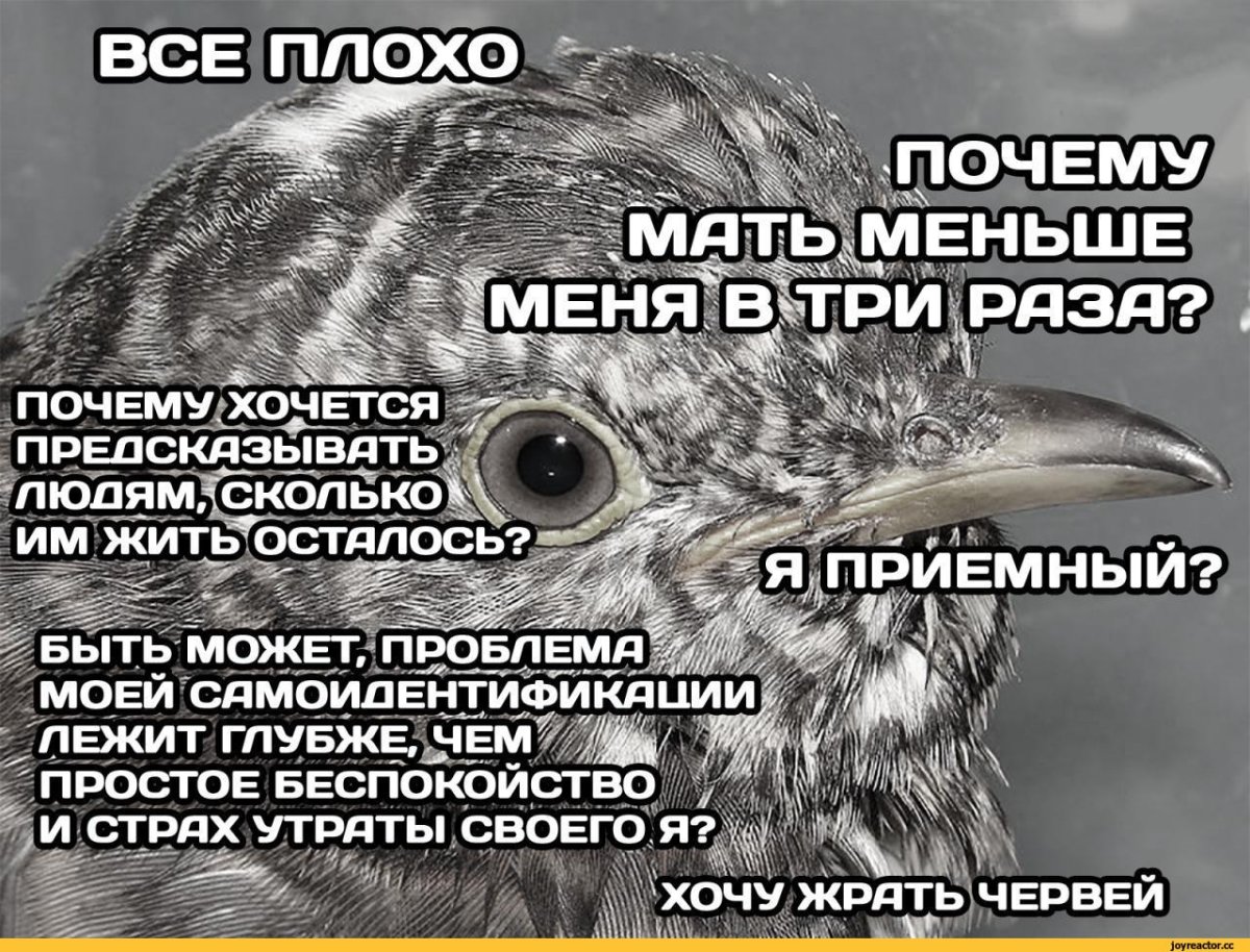 Кукушка в полете