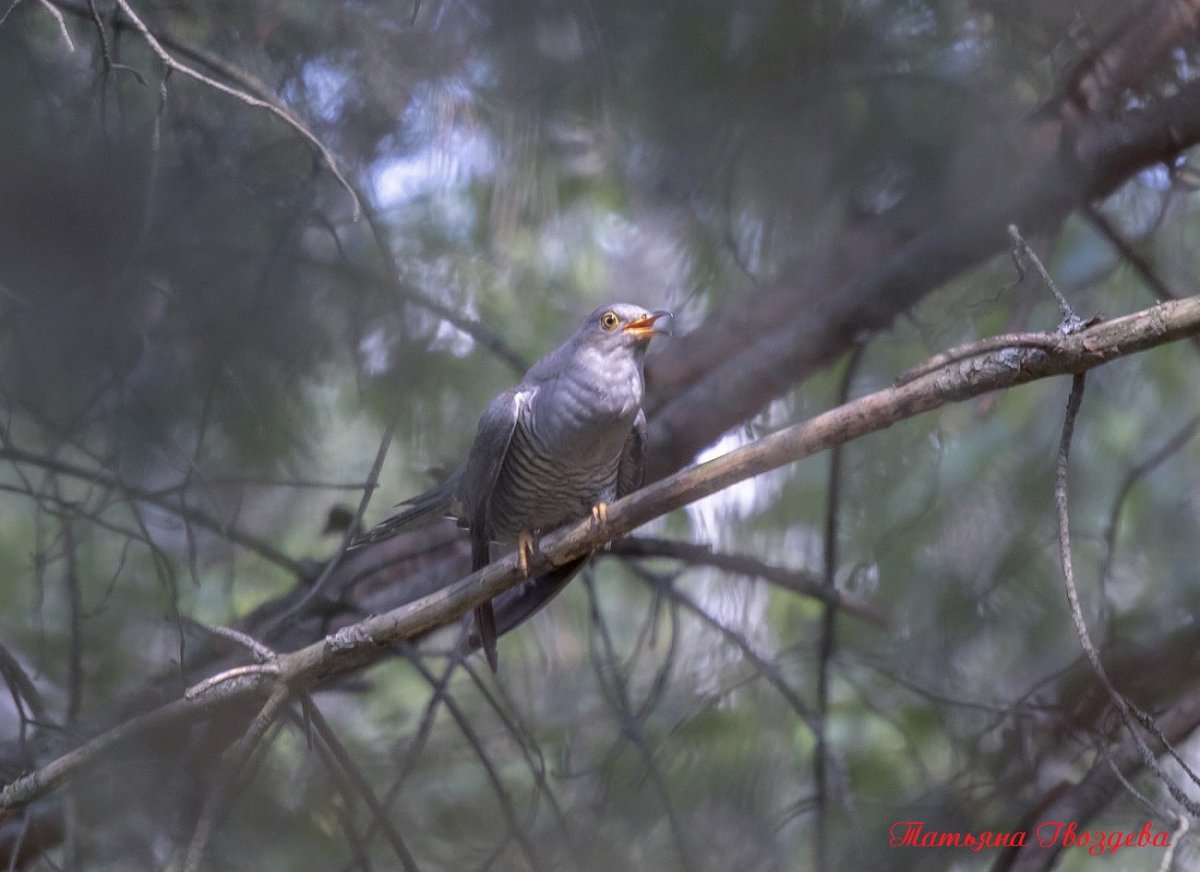 Адлерская Кукушка