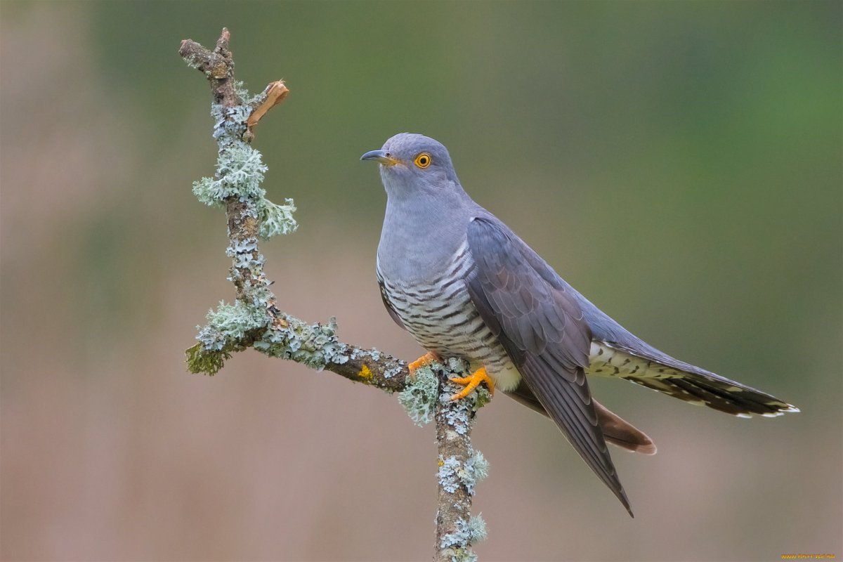 Птица Cuculus canorus