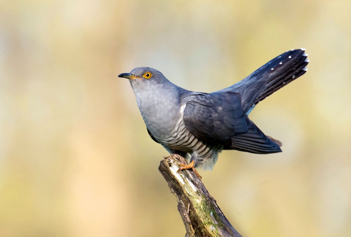 Ширококрылая Кукушка