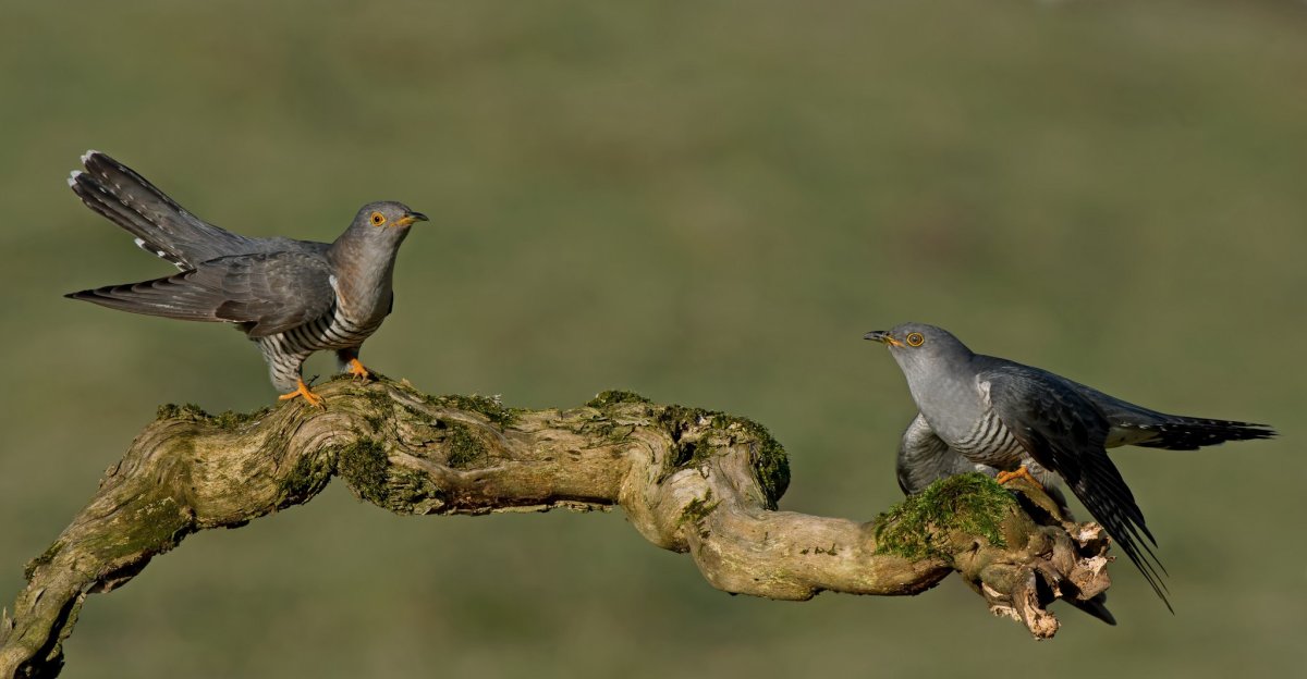 Кукушка в Забайкалье