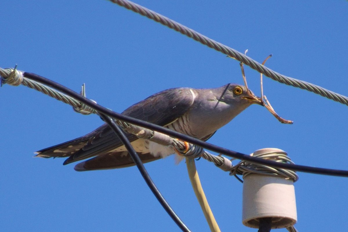 Зегзица Кукушка