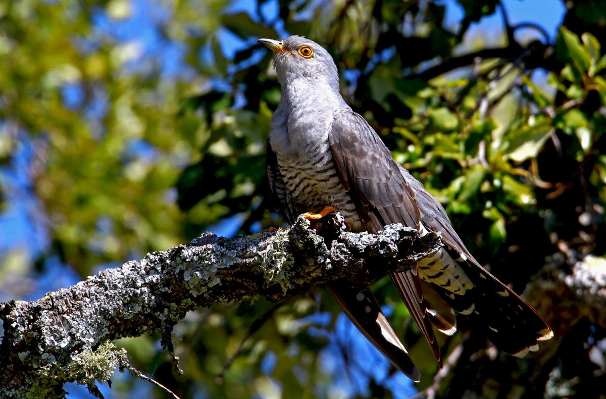 Кукушка поехала