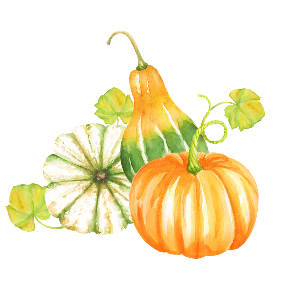 Листья тыквы