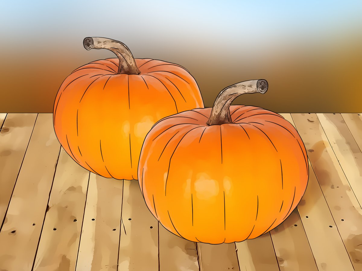 Тыква на грядке вектор