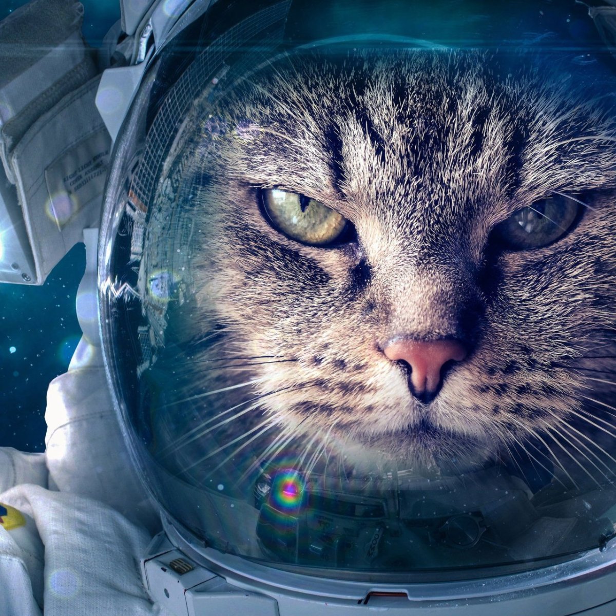 Кот космонавт