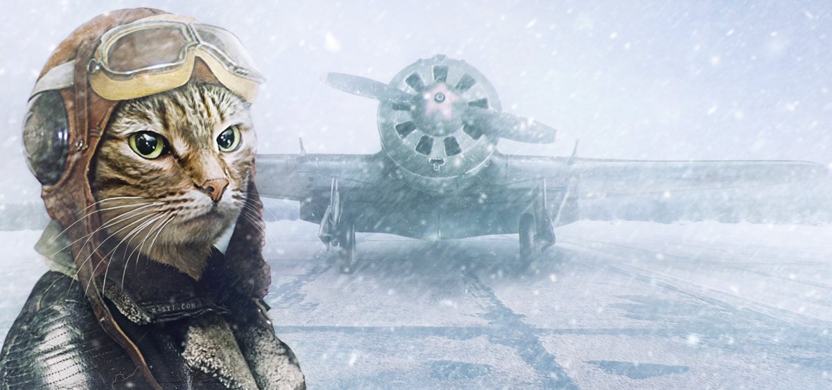 Художник Александр Завалий коты