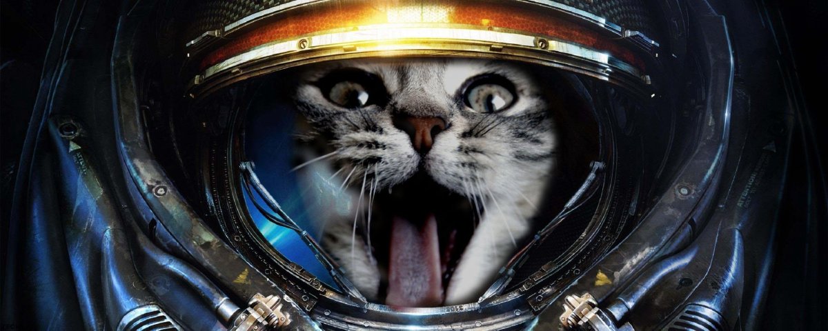 Коты в скафандрах