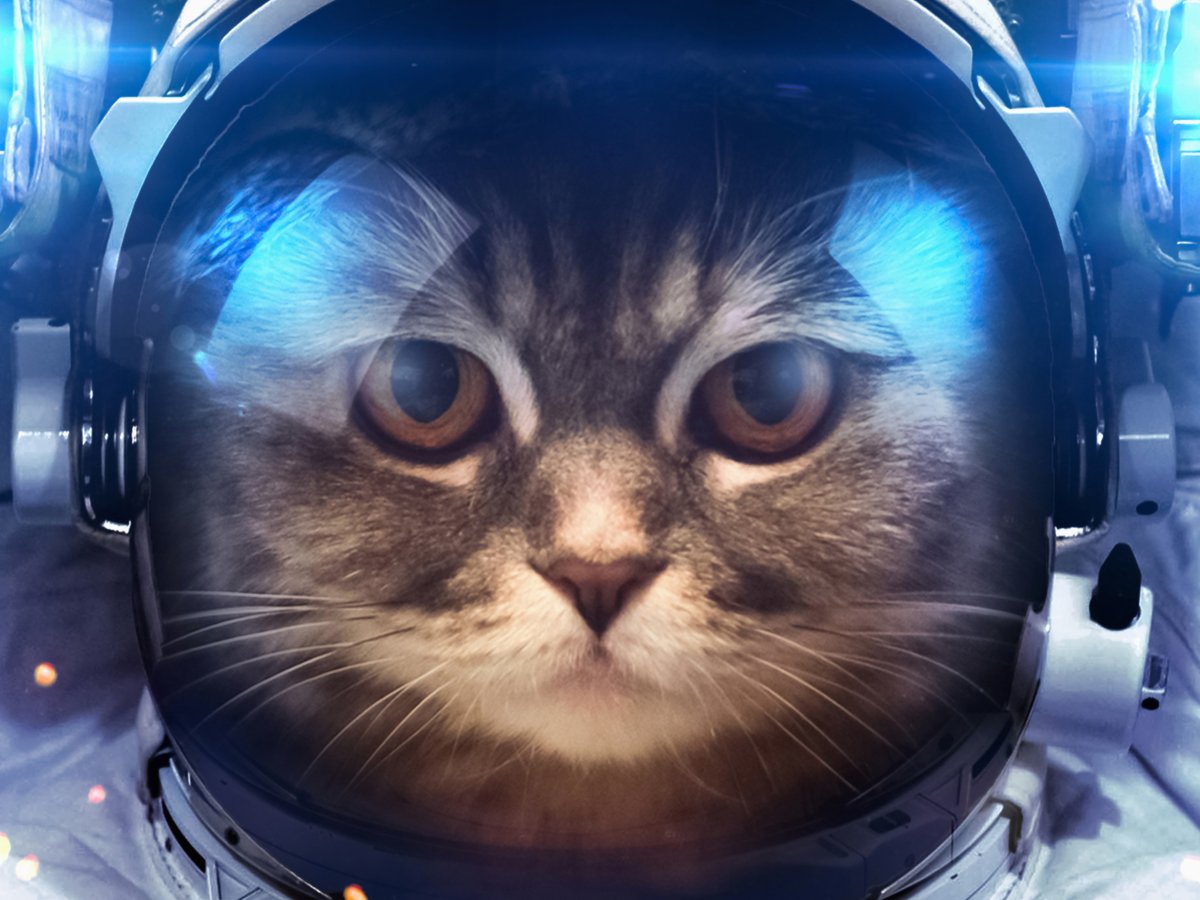 Коты космонавты
