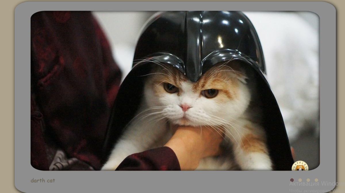Кот Дарт Вейдер
