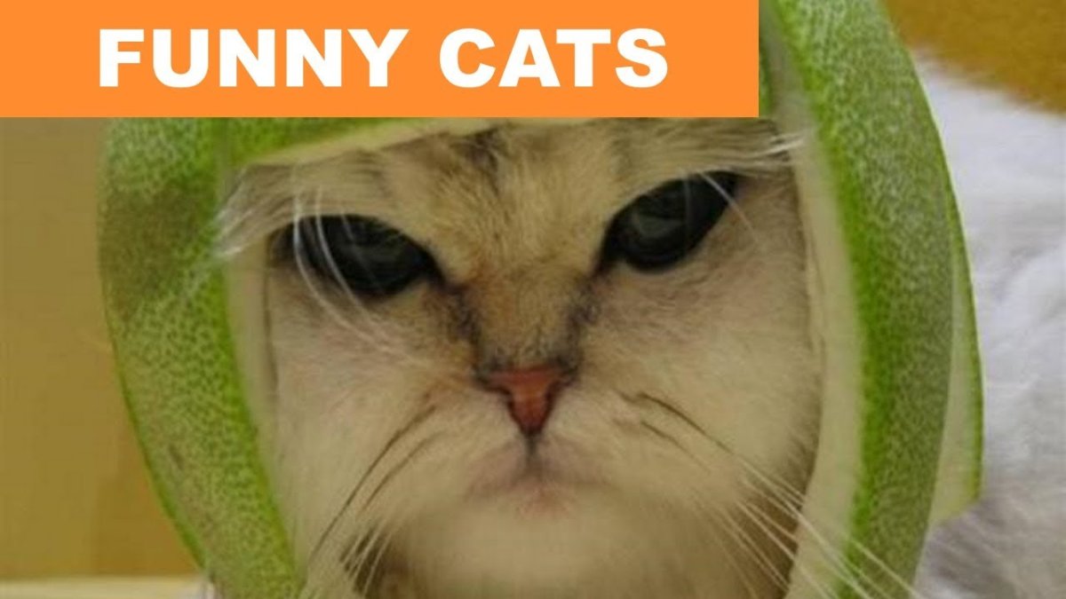 Кот в космосе