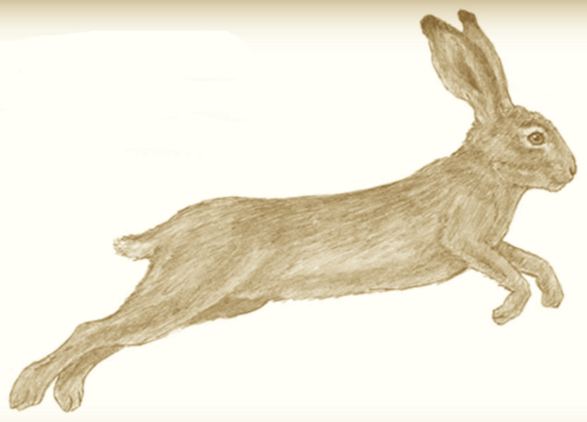 Рисунок к рассказу заячьи лапы