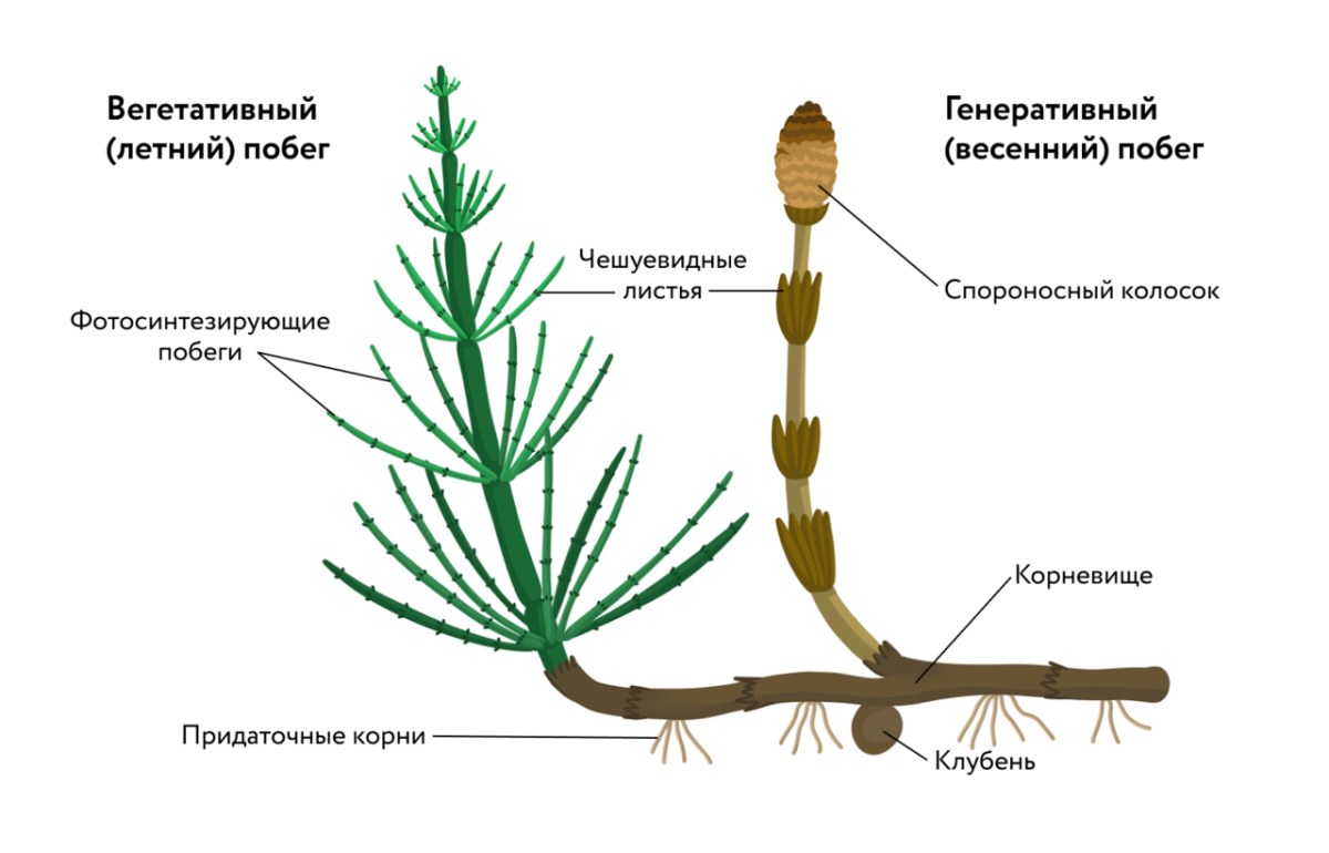 Эквизетум арвенсе