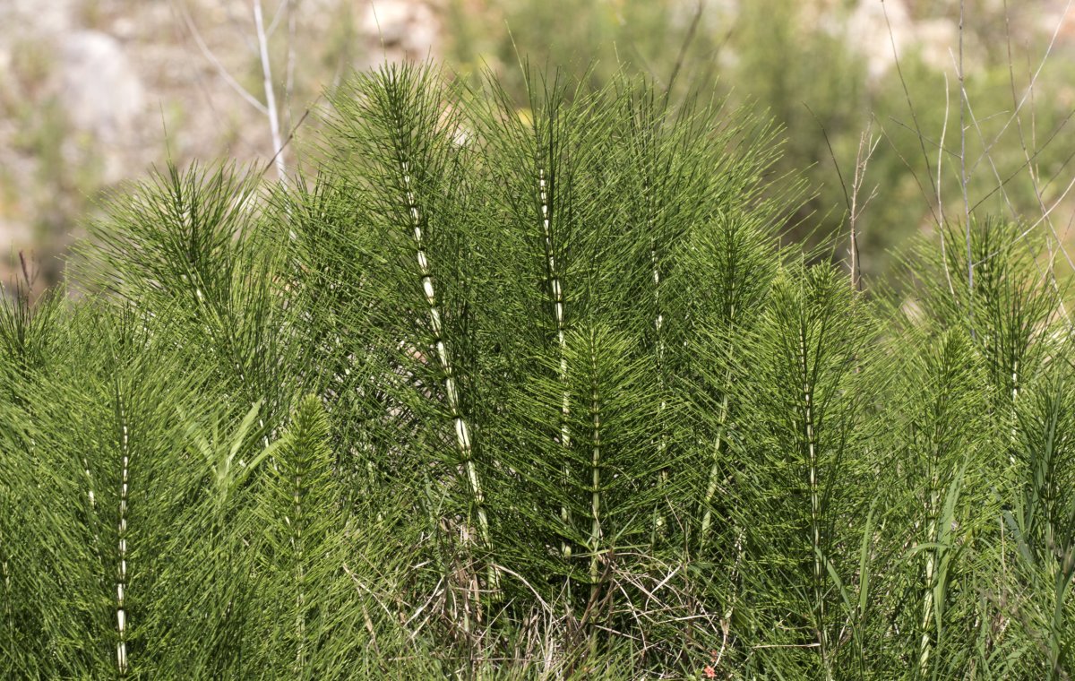 Horsetail Equisetum arvense растение