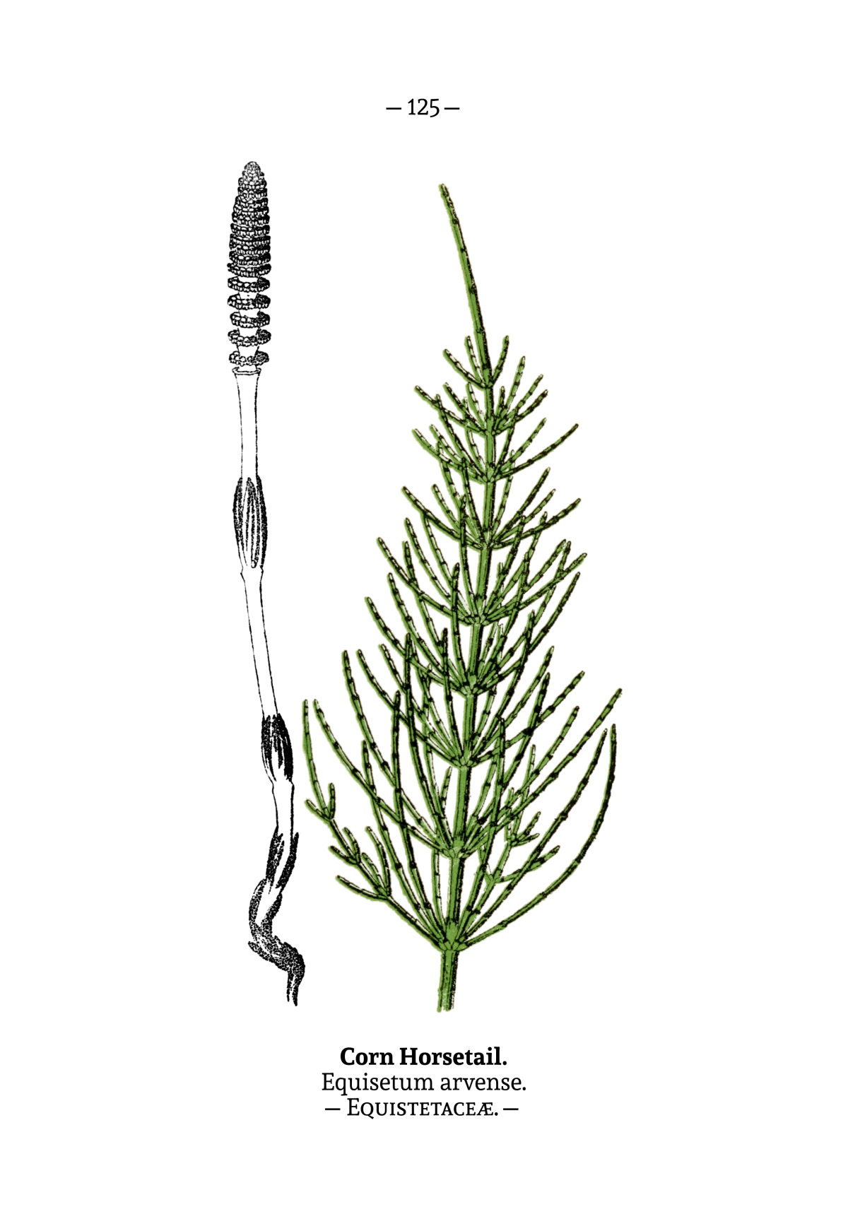 Трава хвоща полевого - herba equiseti arvensis