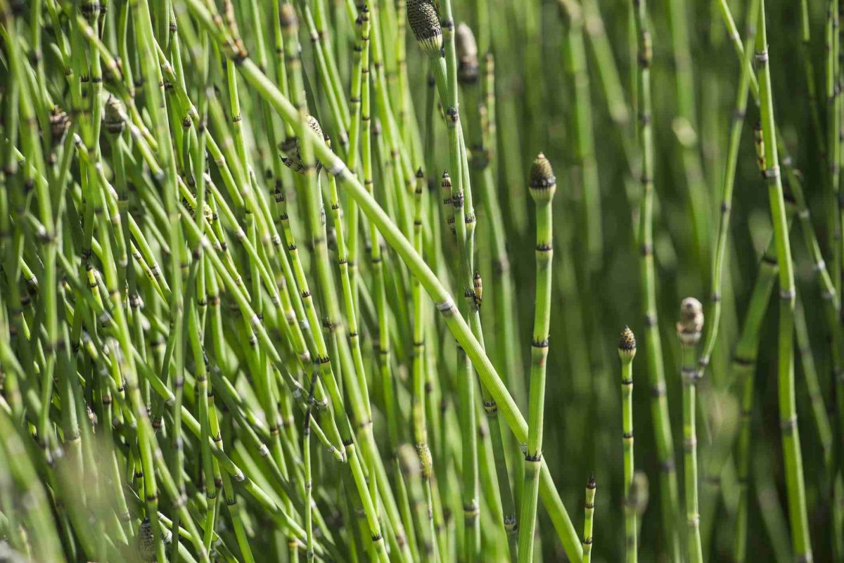 Стробил хвоща