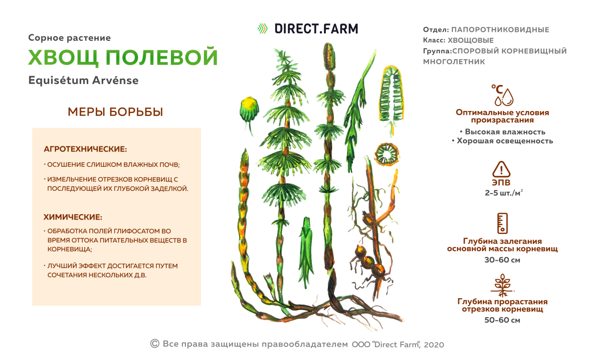 Хвощ полевой