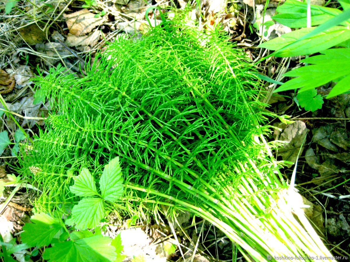 Пестики хвоща полевого