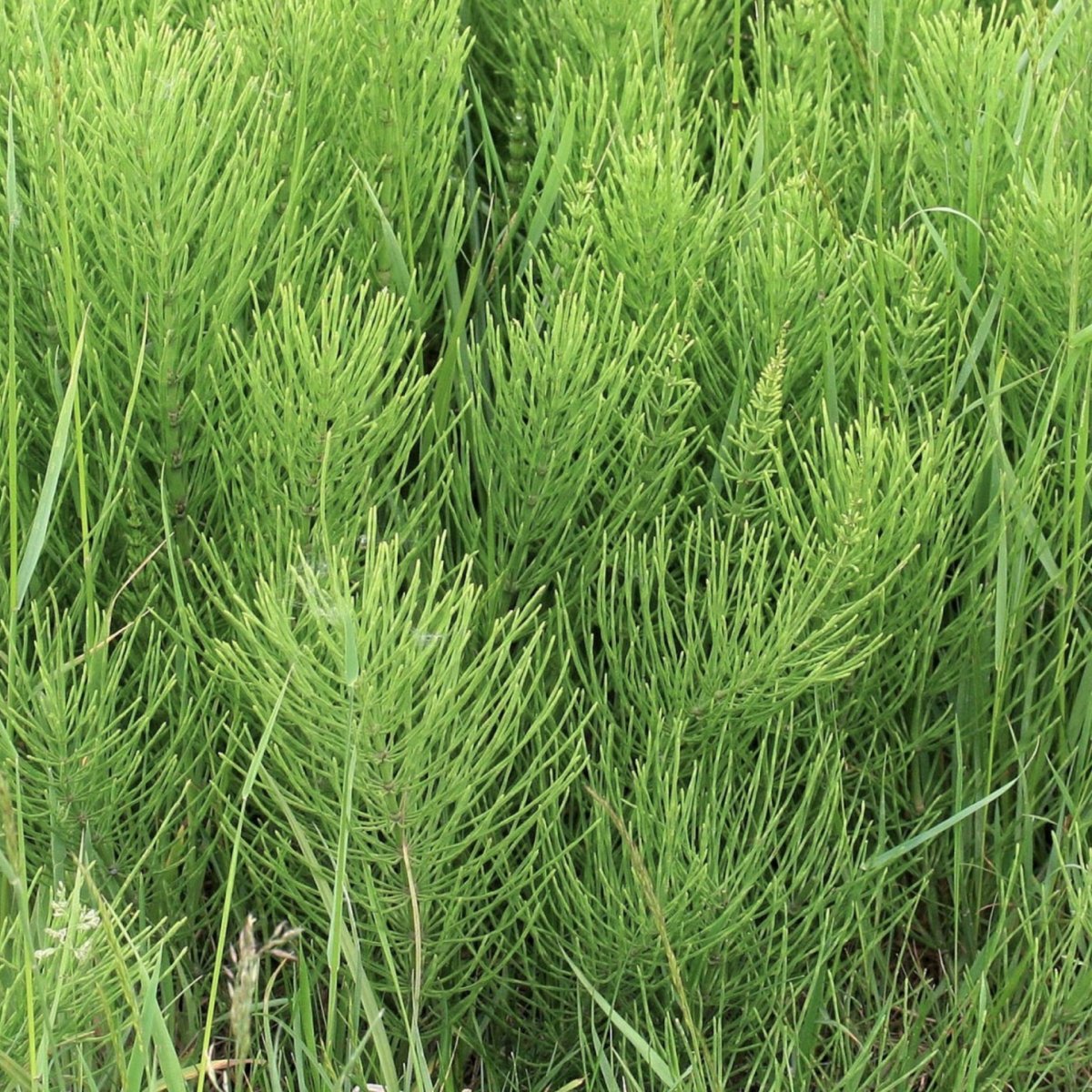 Хвощи отдел Хвощевидные