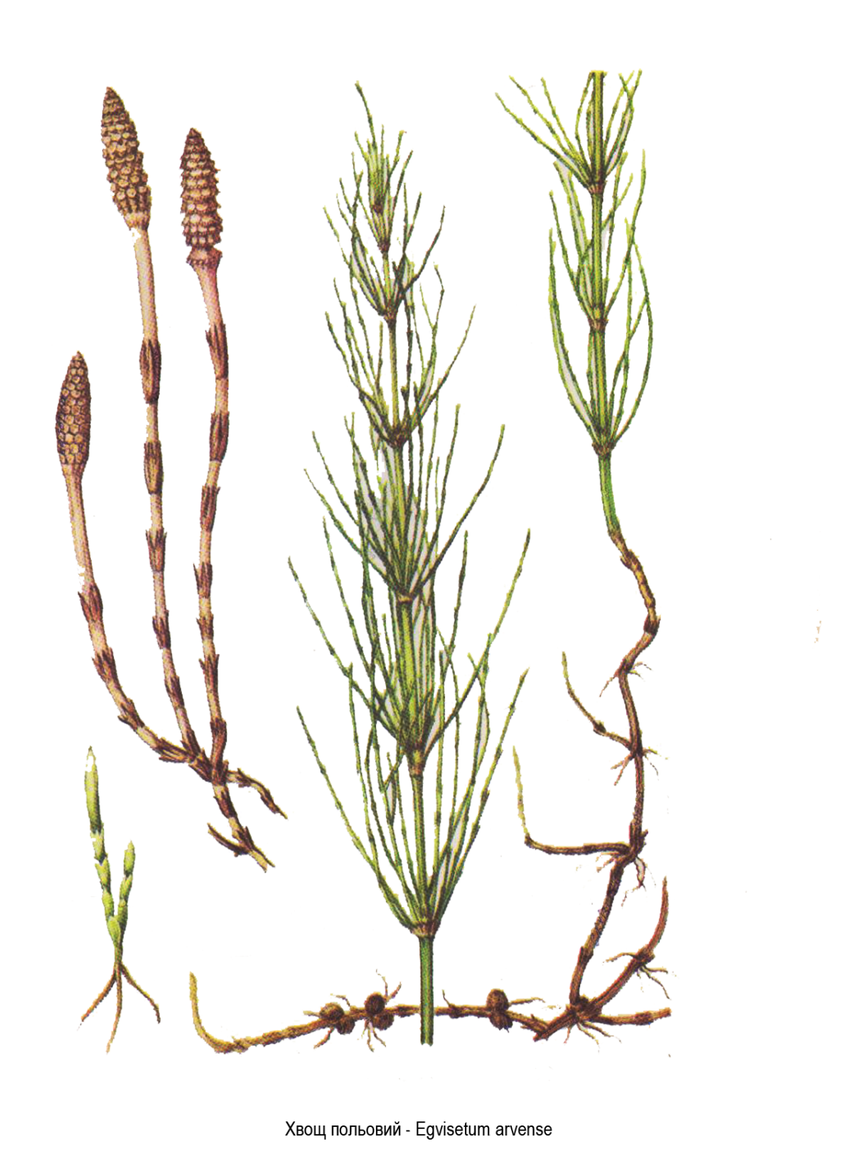 Хвощ полевой