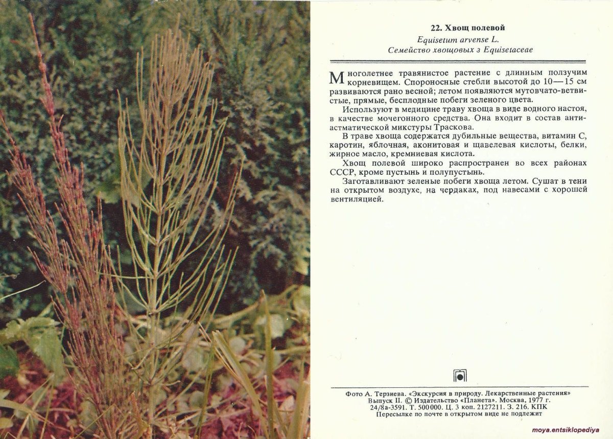 Веточка хвоща полевого