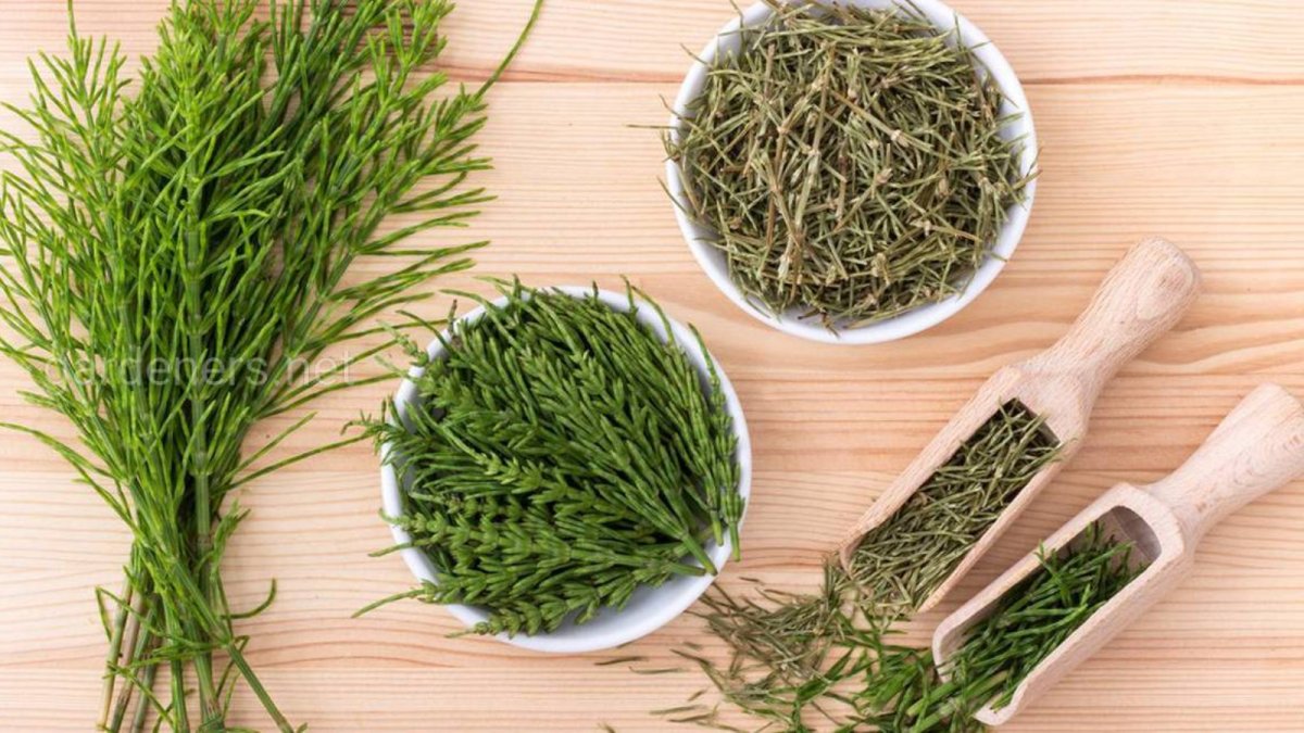 Хвощ зимующий строение