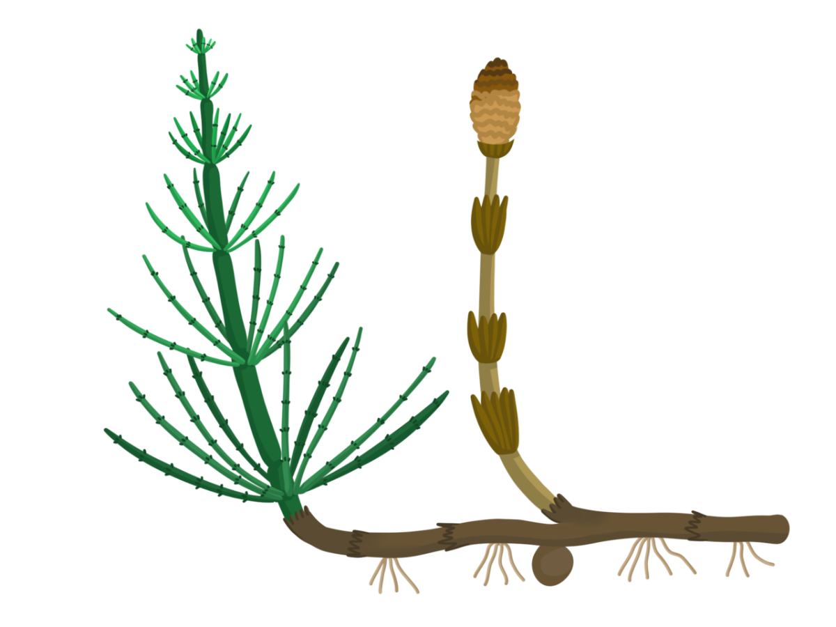Хвощ полевой строение