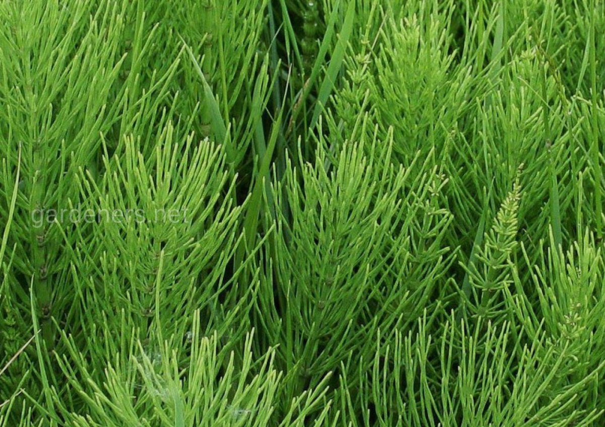 Хвощ полевой (Equisetum arvense)