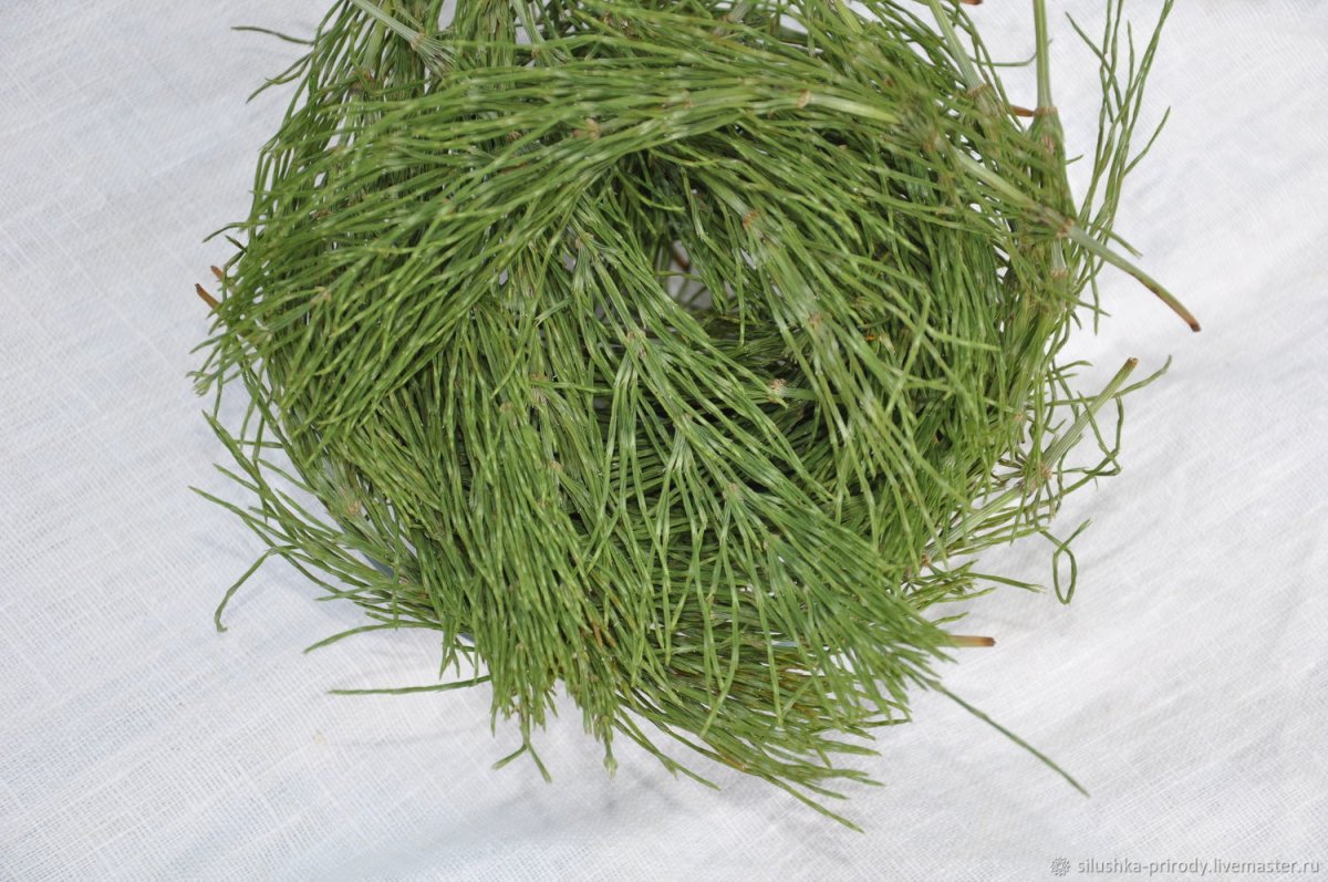 Эквизетум арвенсе