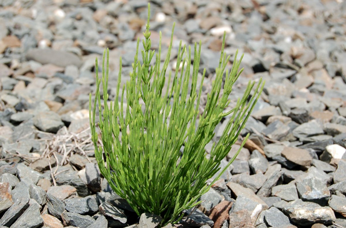 Хвощ Приречный болотный