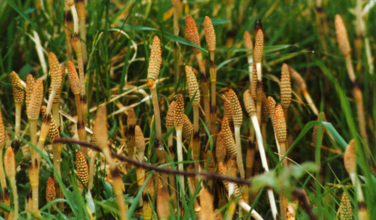 Хвощ клипарт на прозрачном фоне
