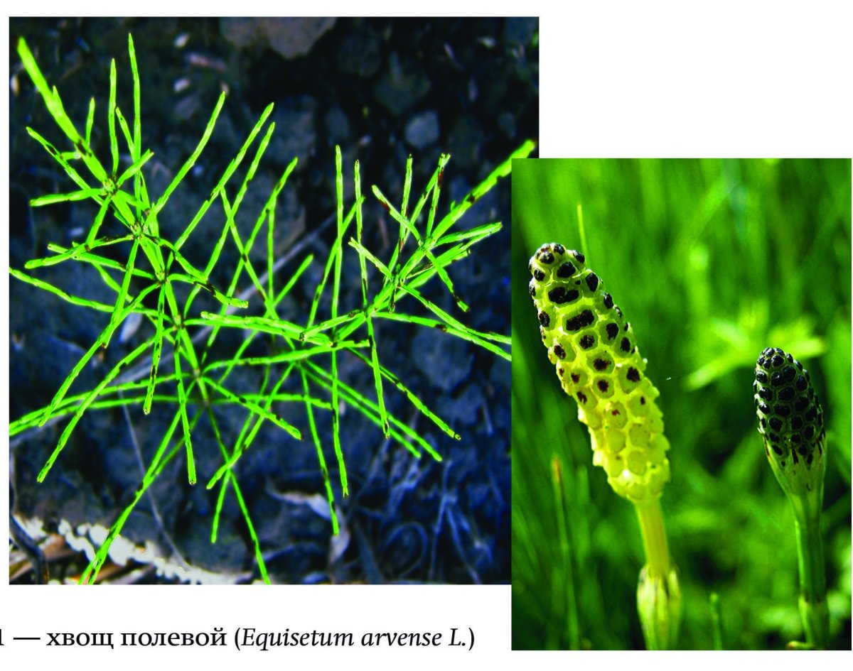 Хвощ и можжевельник