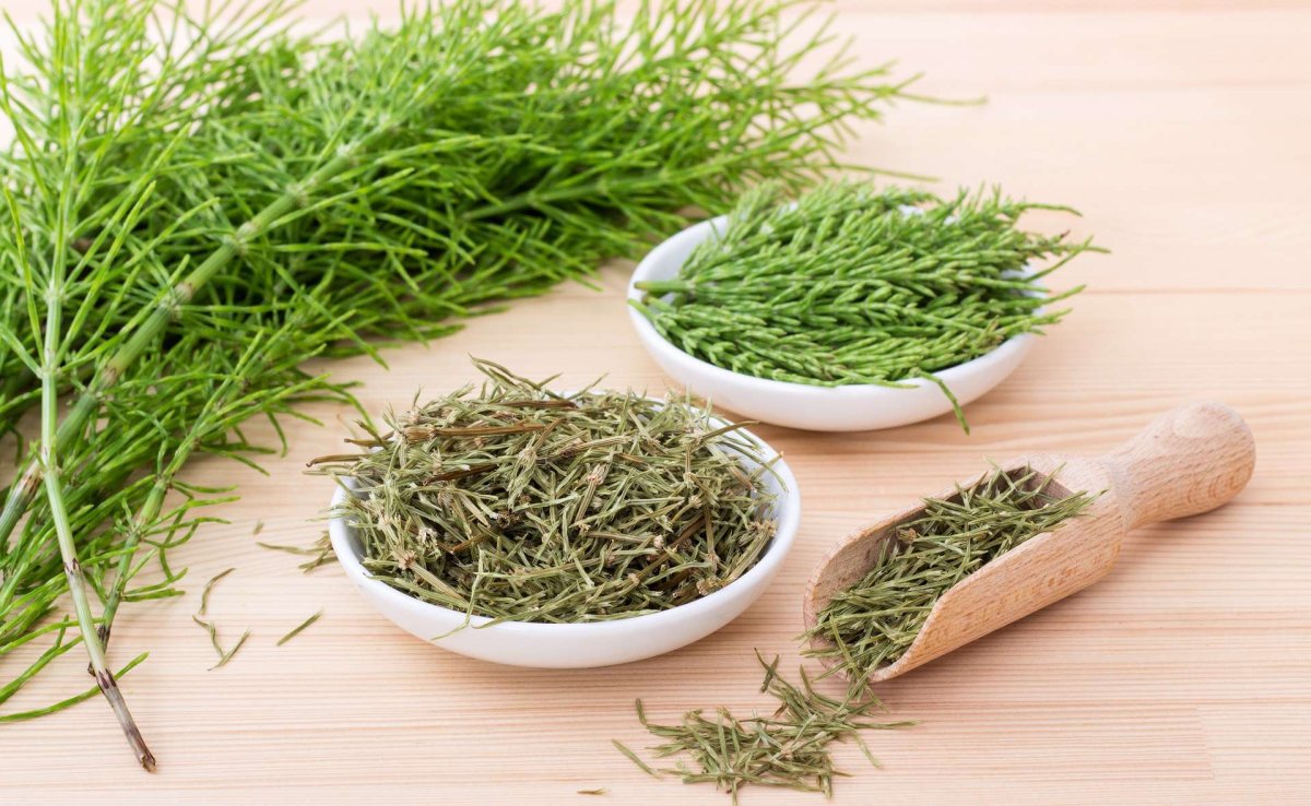 Хвощ полевой сорняк