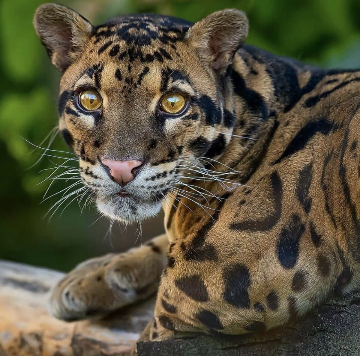 Дымчатый леопард детеныш в природе
