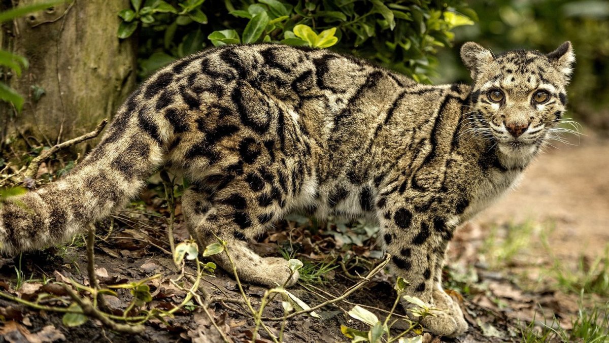 Тайваньский дымчатый леопард