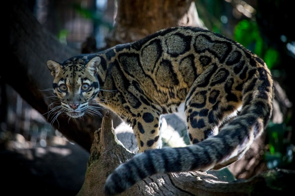 Тасманский дымчатый леопард