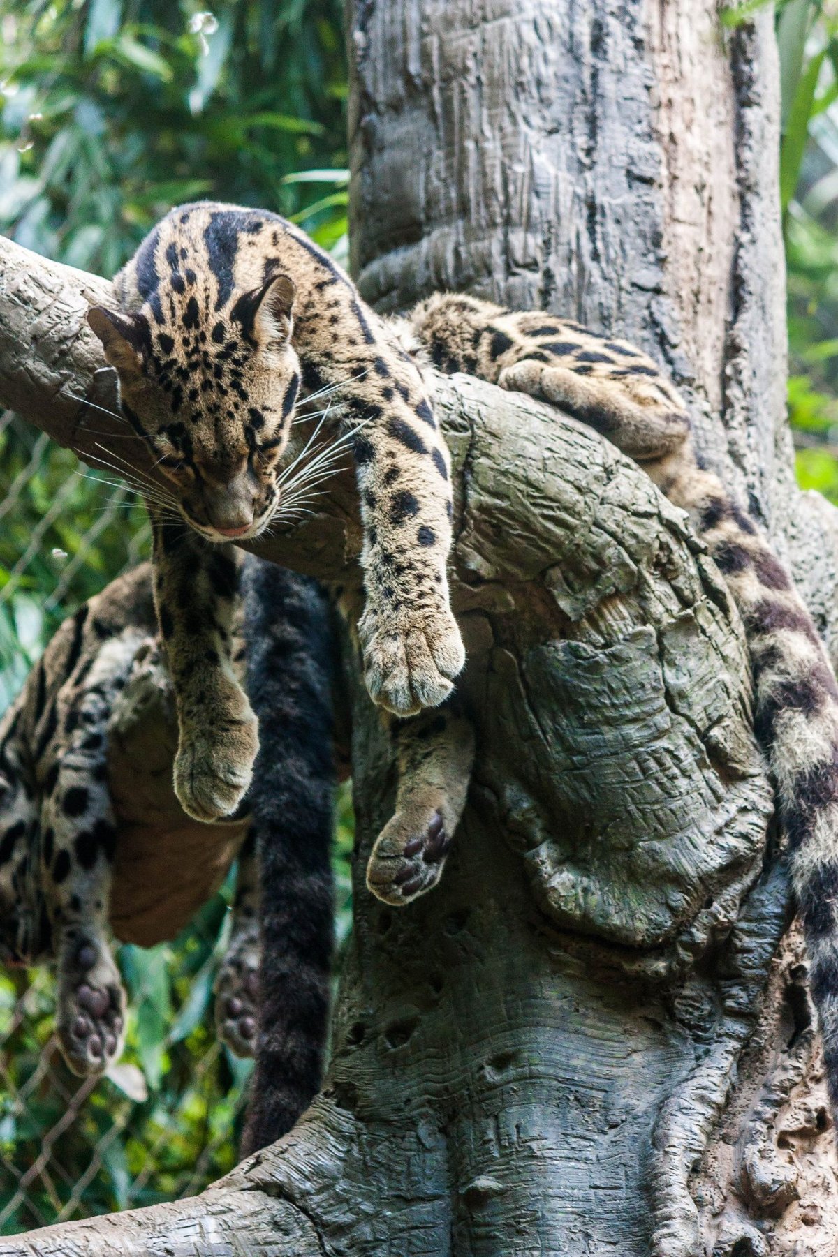 Дымчатый леопард Neofelis nebulosa Саблезубый